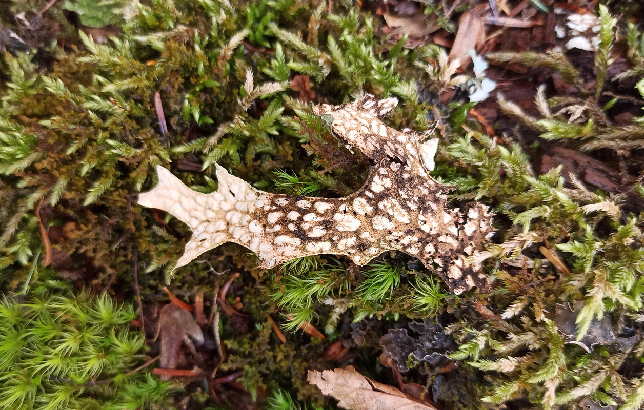 Image of Unknown species specimen.