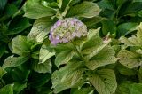 Hydrangea macrophylla. Верхушка побега с соцветием и повреждёнными листьями. Португалия, округ Лиссабон, г. Кашкайш, в культуре. 05.08.2025.