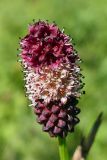 Sanguisorba officinalis. Соцветие. Челябинская обл., Катав-Ивановский р-н, с. Александровка, берег р. Юрюзань, разнотравный луг. 05.08.2022.