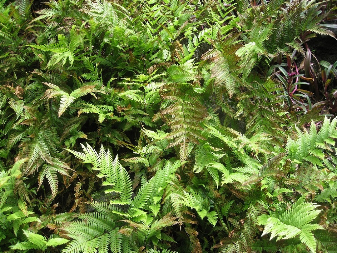 Изображение особи Pteris fauriei.