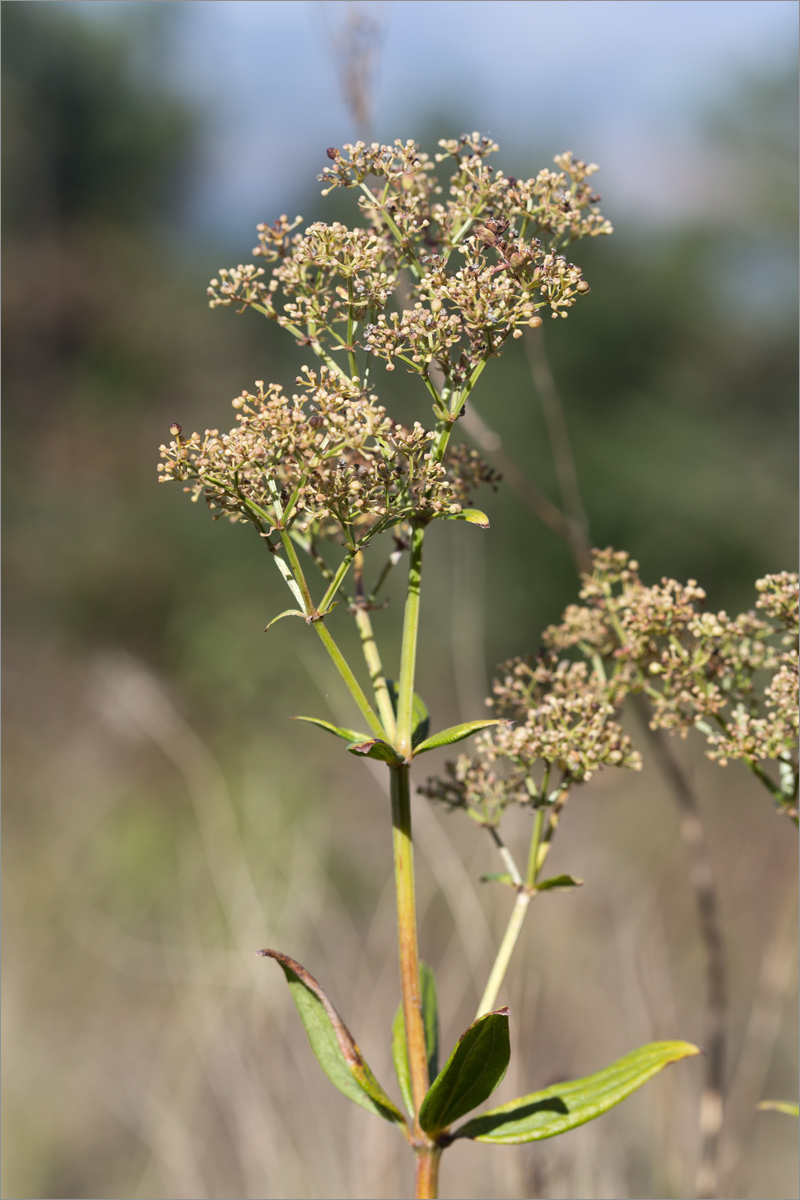 Изображение особи род Galium.