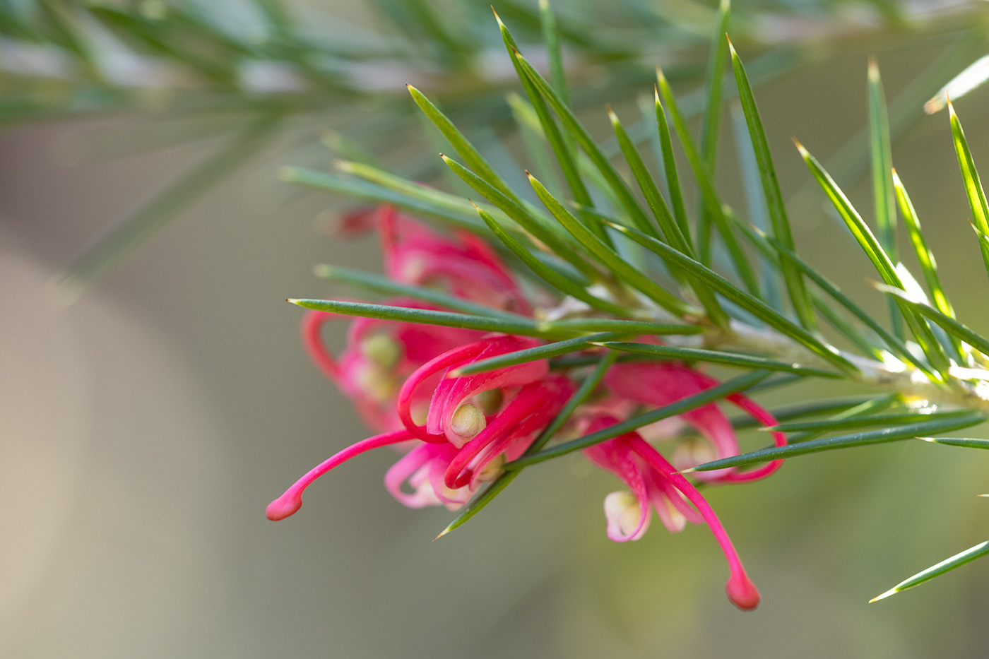 Изображение особи Grevillea rosmarinifolia.