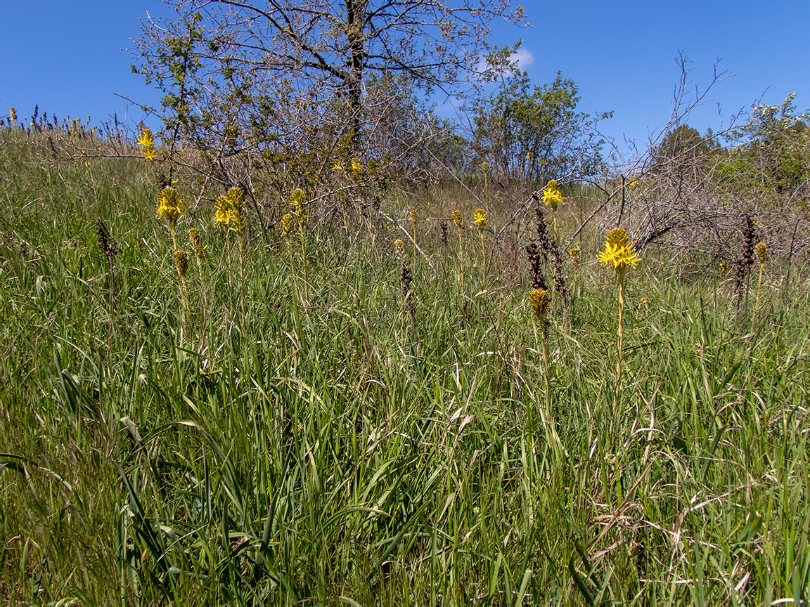 Image of Asphodeline lutea specimen.