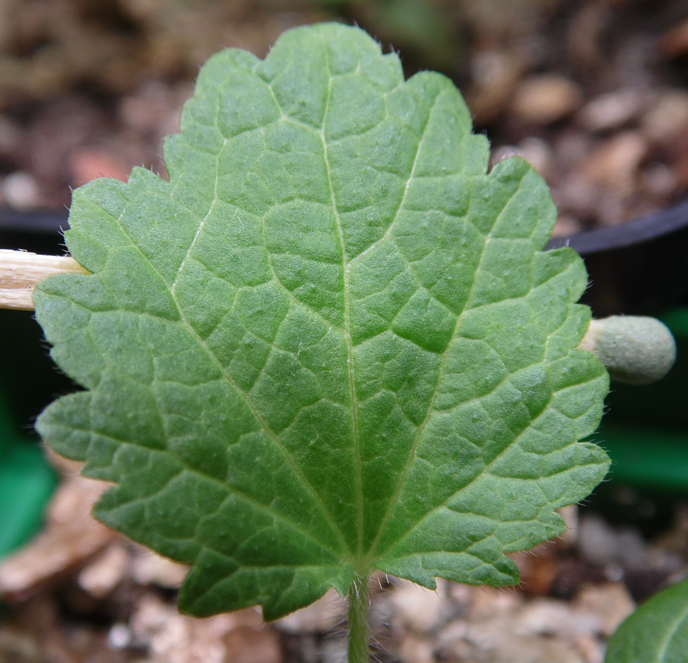 Image of Alcea frolowiana specimen.