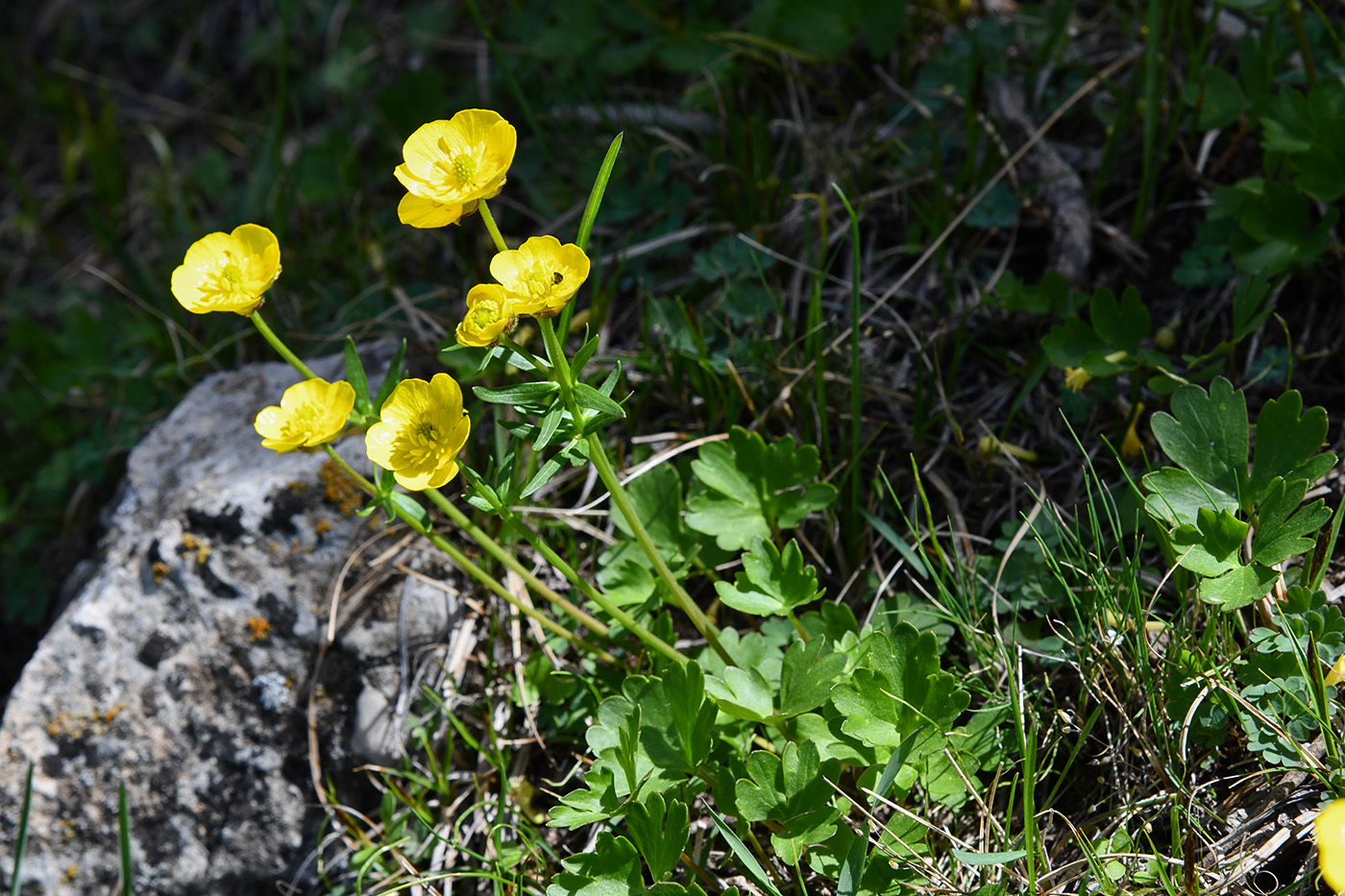 Image of genus Ranunculus specimen.
