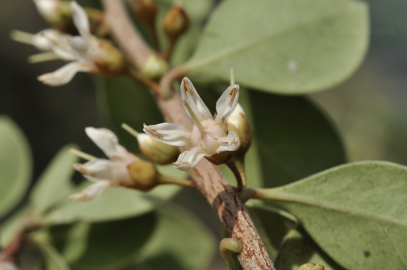 Изображение особи Неопознанный вид.