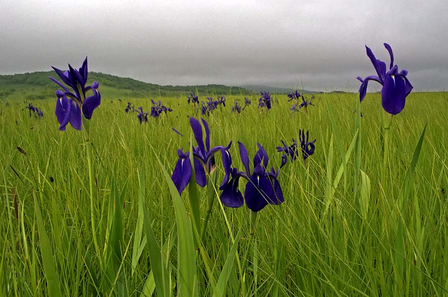 Изображение особи Iris laevigata.