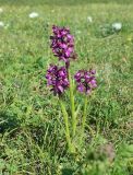 Anacamptis morio subspecies caucasica. Цветущее растение. Краснодарский край, м/о г. Геленджик, окр. с. Адербиевка, склон горы Острая, используемый для выпаса горный луг. 09.05.2026.