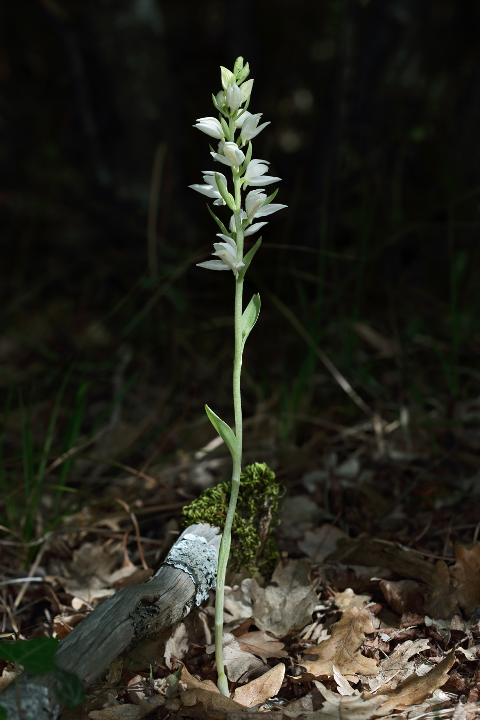 Image of Cephalanthera epipactoides specimen.