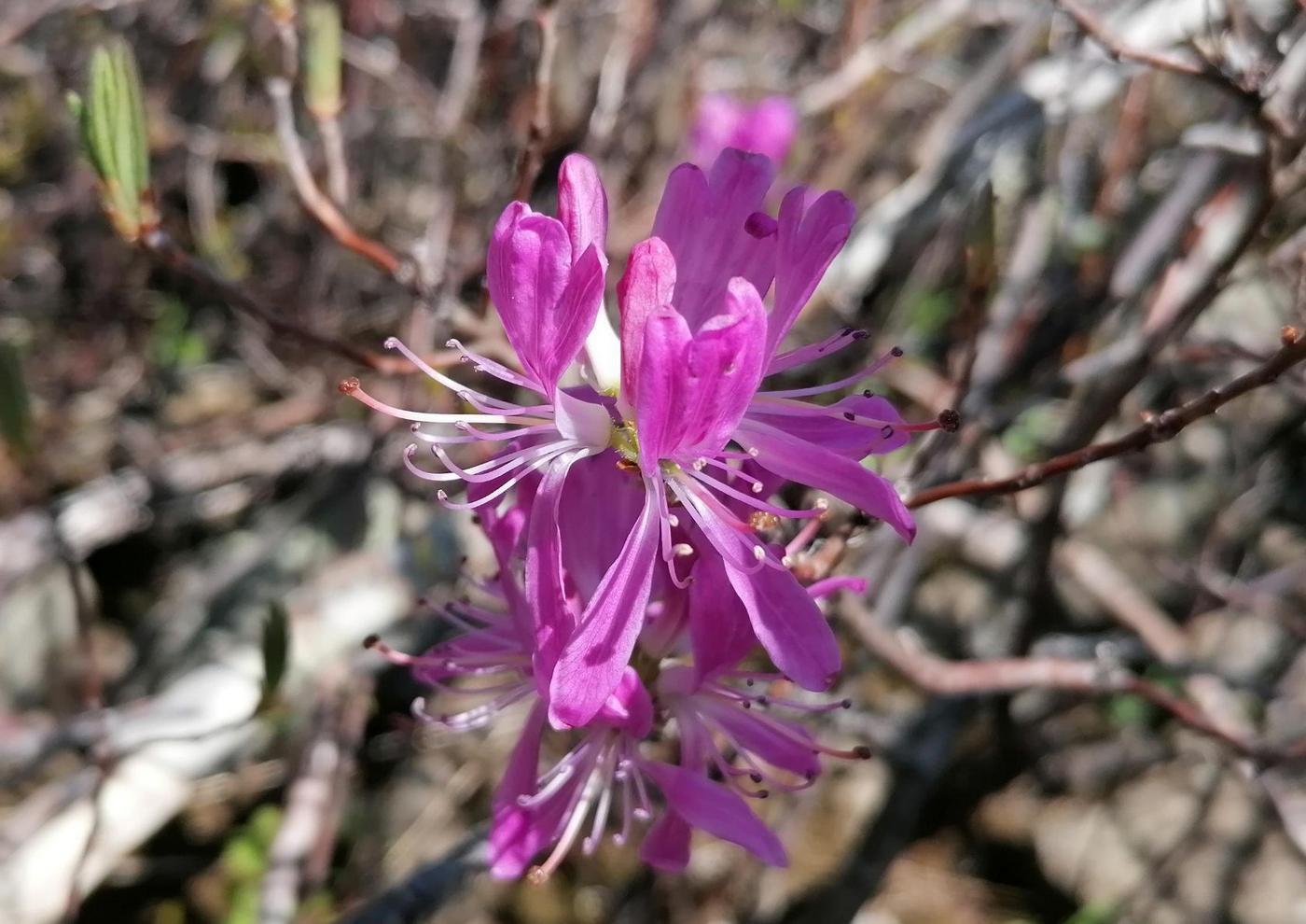 Image of Rhododendron canadense specimen.