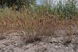 род Bromus