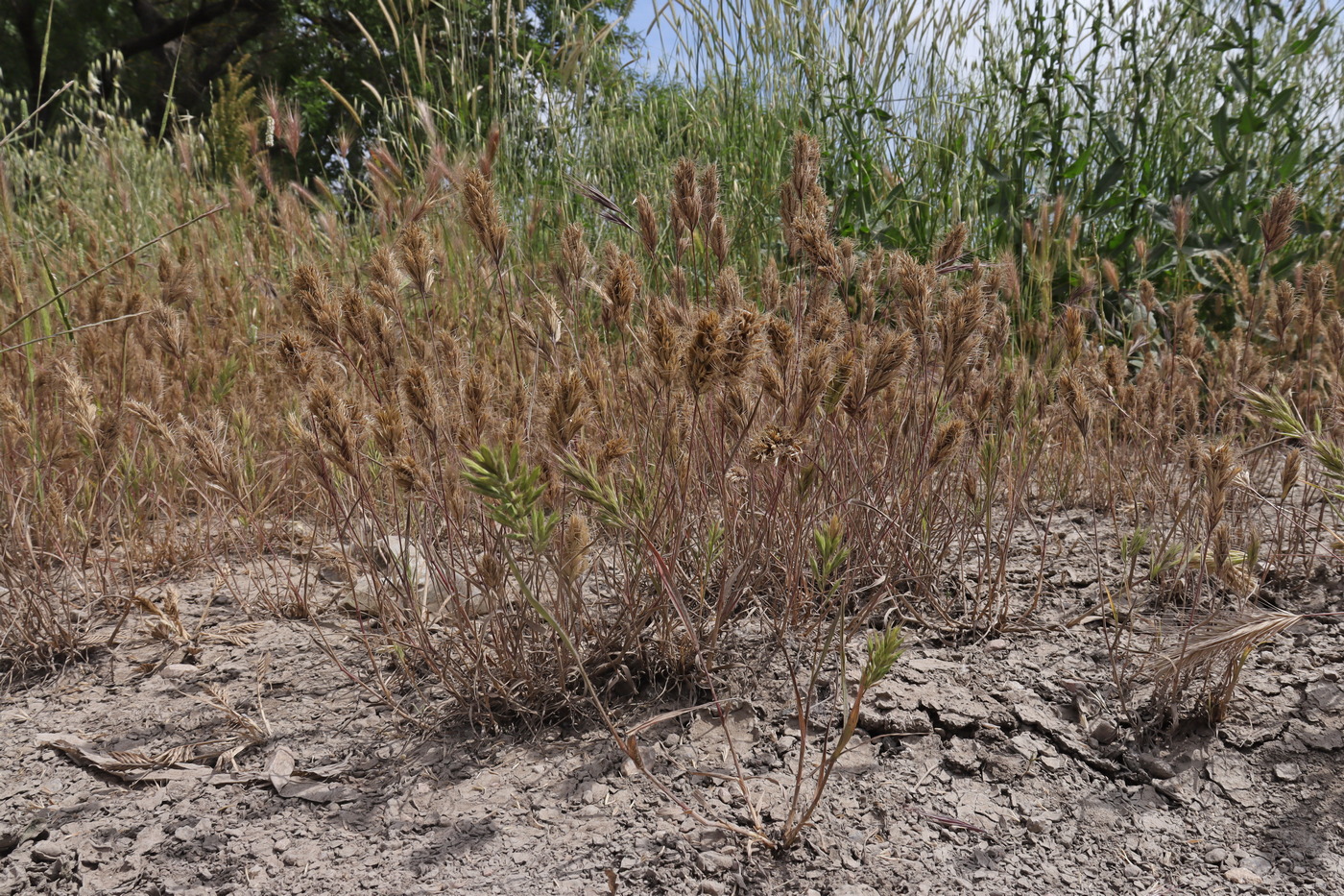 Изображение особи Bromus scoparius.