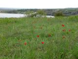 Tulipa suaveolens. Аспект цветущих растений. Ростовская обл., Октябрьский р-н, дол. р. Аюта, окр. хут. Красный, правый коренной берег пруда Терновый Яр, степь. 18.04.2026.