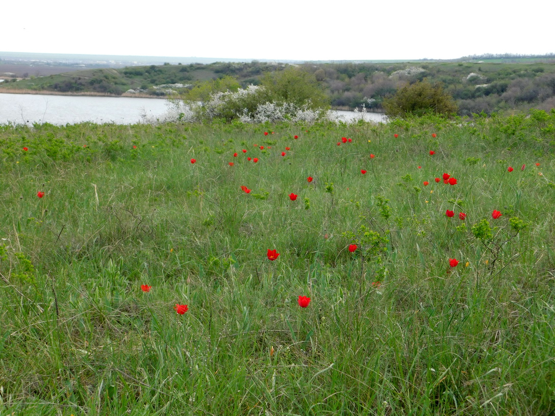 Image of Tulipa suaveolens specimen.