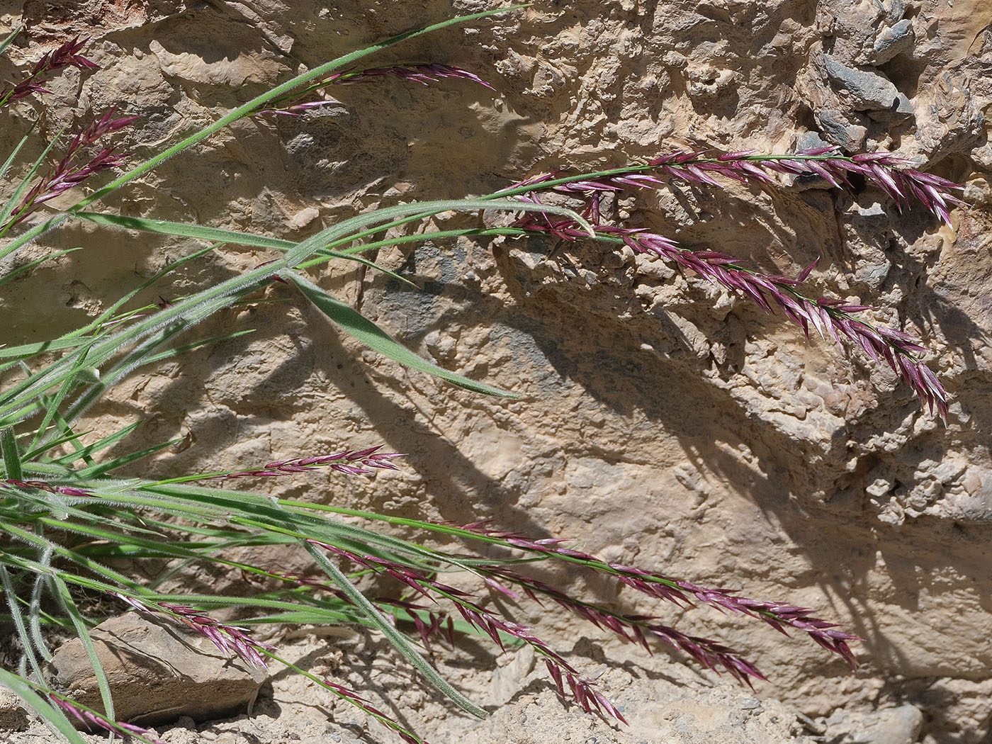 Image of Melica altissima specimen.