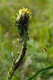род Tragopogon. Развивающеся соцветие с тлёй, муравьями и охотящммся пауком. Оренбургская обл., Кувандыкский муниципальный округ, северная оконечность Долгих гор, степной склон. 10 июня 2025 г.