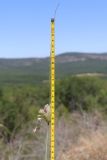 род Allium
