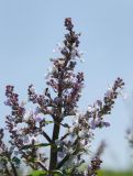 Nepeta nuda. Верхушка соцветия с тлей и муравьями. Оренбургская обл., Кувандыкский муниципальный округ, северная оконечность Долгих гор, степной склон. 10 июня 2025 г.