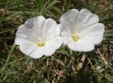 Convolvulus arvensis. Цветки. Турция, пров. Анталия, низовья р. Манавгат, правый берег, травянистая поляна вблизи прибрежных зарослей. 01.08.2026.
