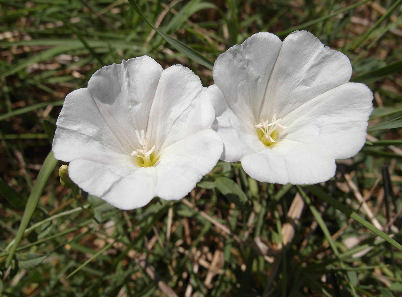 Image of Convolvulus arvensis specimen.