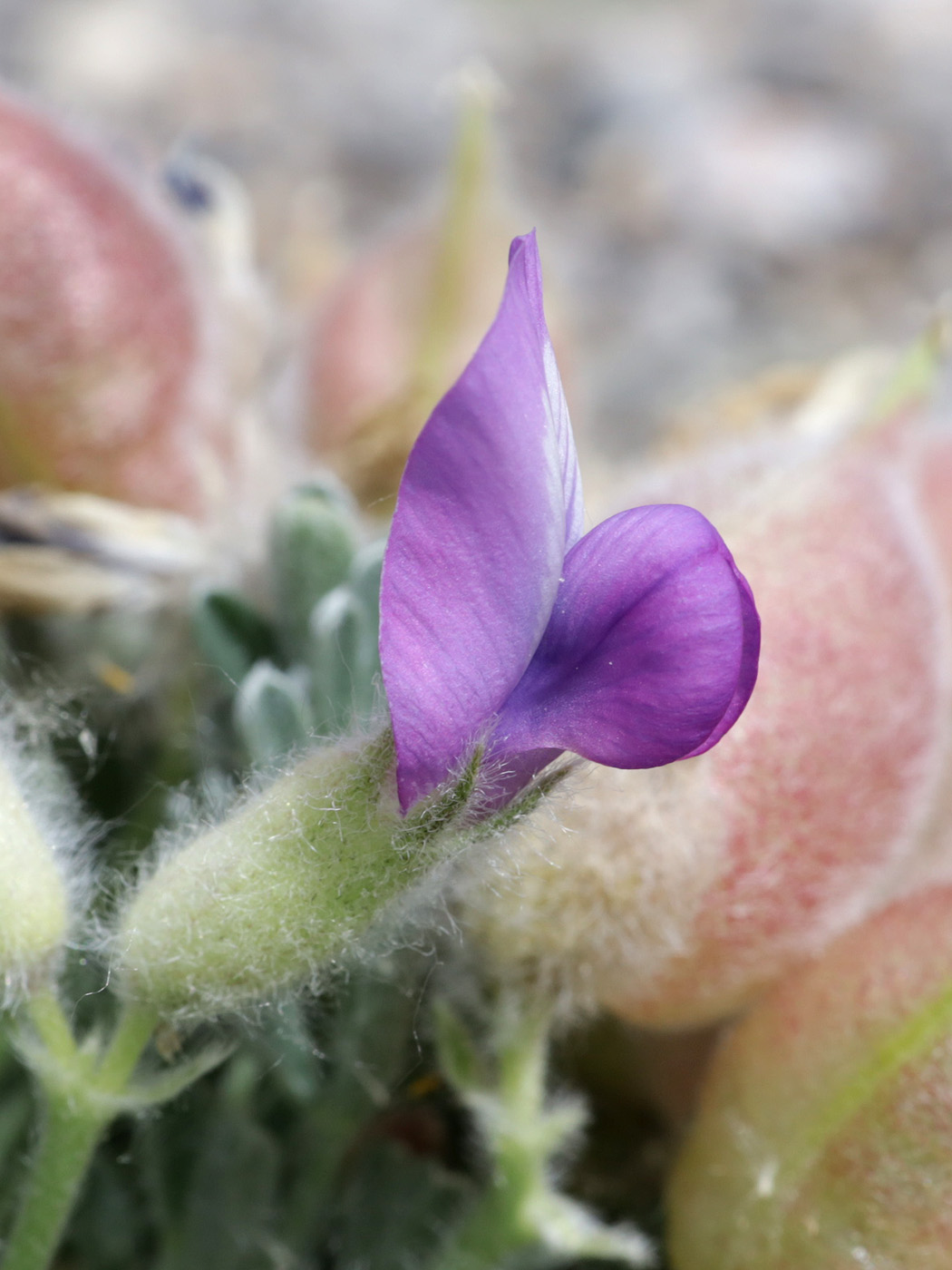 Image of genus Oxytropis specimen.