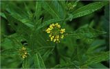 Erysimum cheiranthoides. Верхушка цветущего растения. Московская обл., Раменский р-н, окр. дер. Хрипань, садовый участок. 16.07.2026.