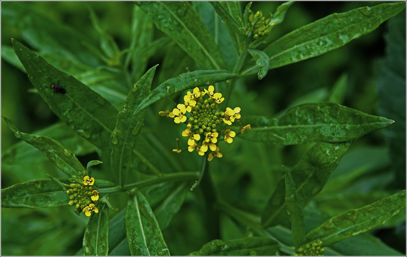 Image of Erysimum cheiranthoides specimen.