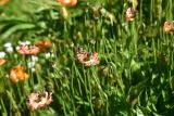 genus Papaver. Верхушки плодоносящих побегов. Турция, ил Артвин, р-н Юсуфели, 200 м ниже дер. Гюльпынар, выс. 1500 м н.у.м., обочина дороги. 13 июня 2026 г.