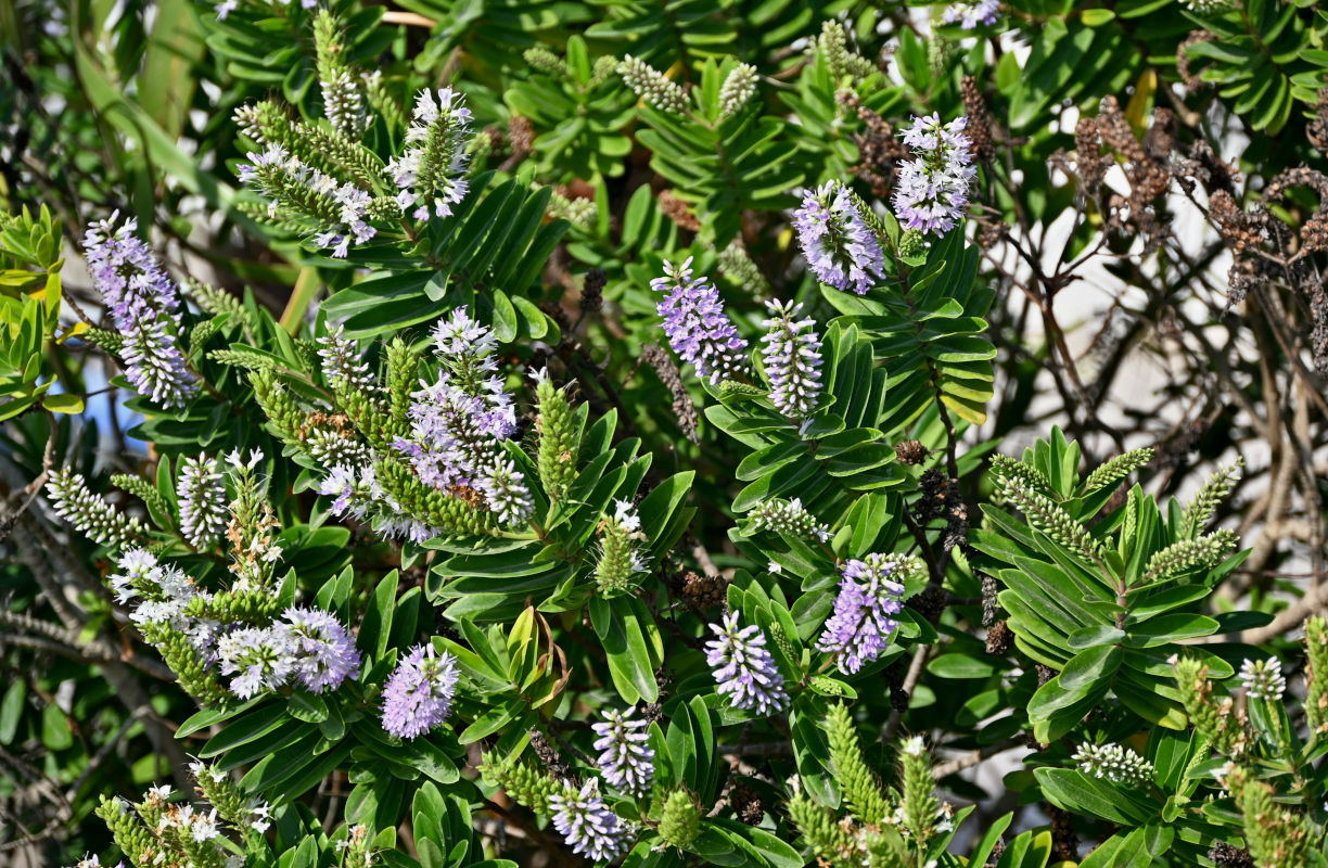 Изображение особи Hebe speciosa.