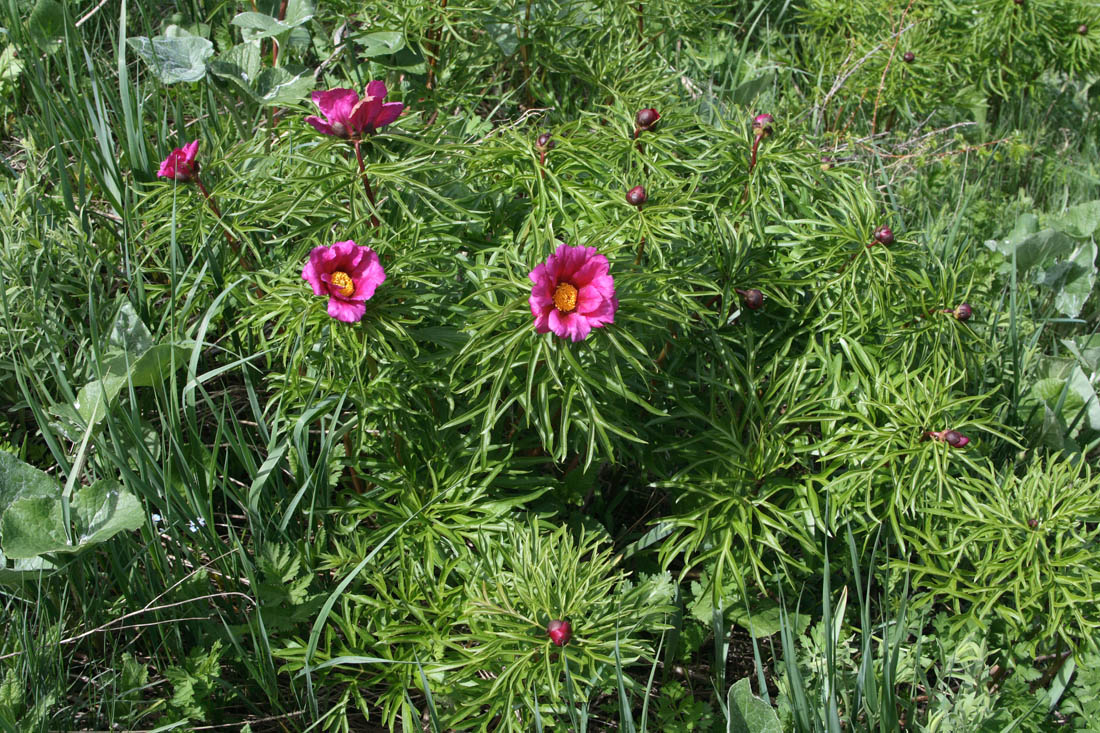 Image of Paeonia hybrida specimen.