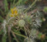 Taraxacum scariosum