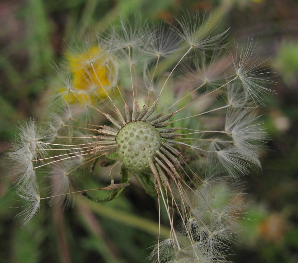 Изображение особи Taraxacum scariosum.