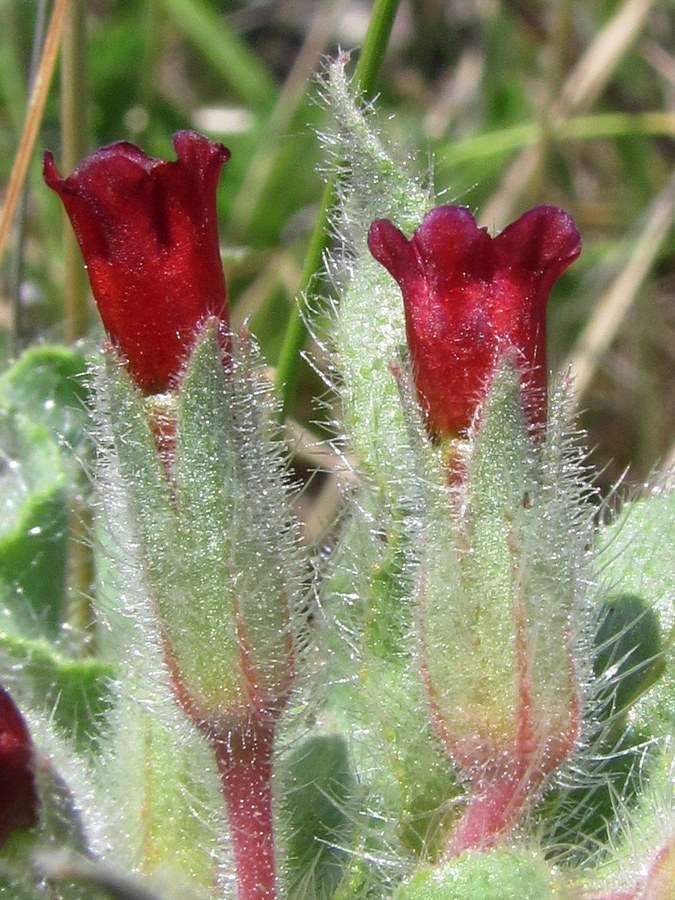 Image of Nonea taurica specimen.