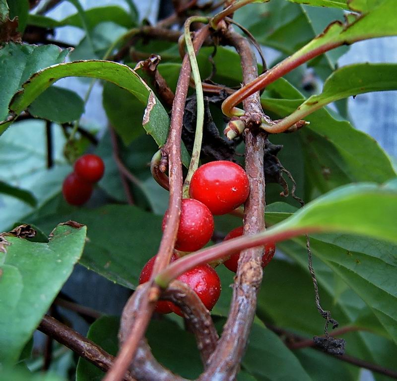 Изображение особи Schisandra chinensis.