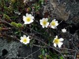 Dryas subspecies subincisa