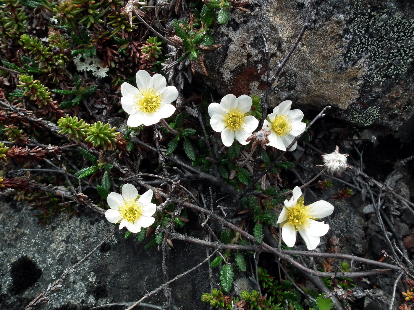 Изображение особи Dryas octopetala ssp. subincisa.