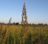 Calamagrostis epigeios