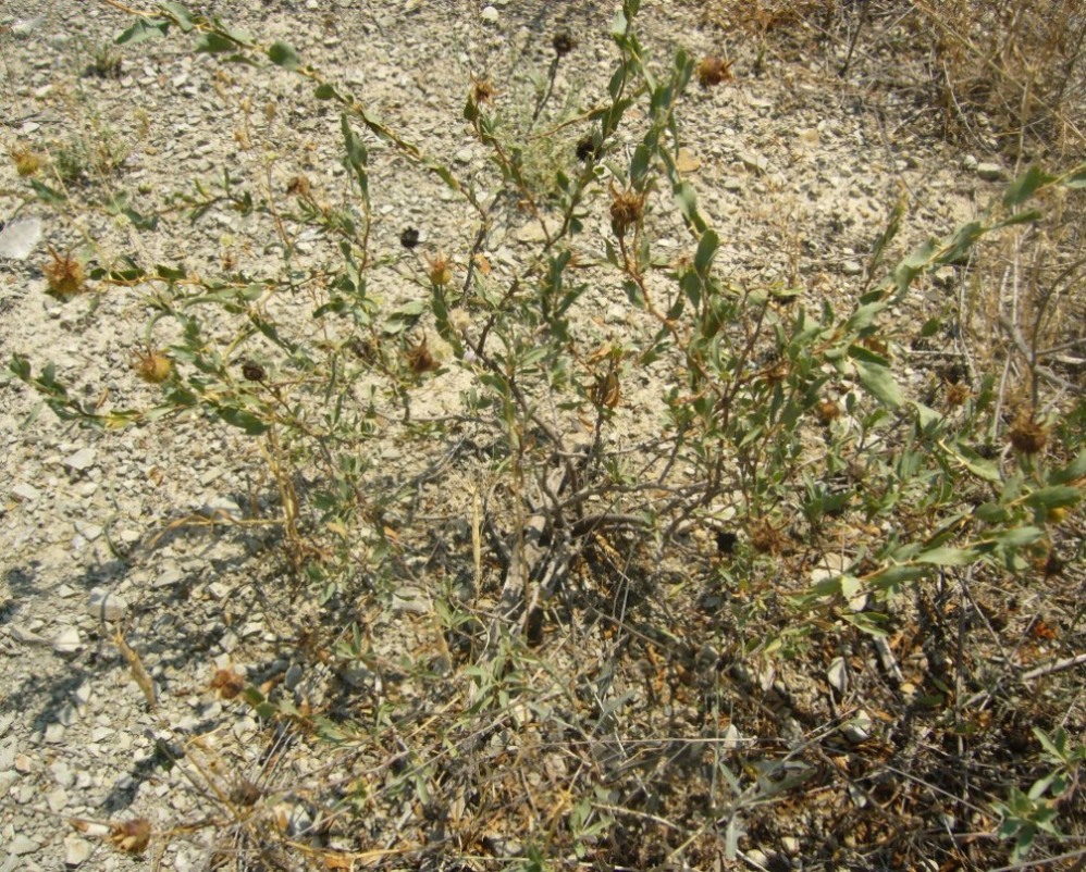 Image of Rosa persica specimen.