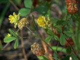 Trifolium campestre. Верхушки цветущих и плодоносящих побегов (диаметр соцветий примерно 1 см). Южный берег Крыма, лес возле Понизовки. 4 июля 2011 г.