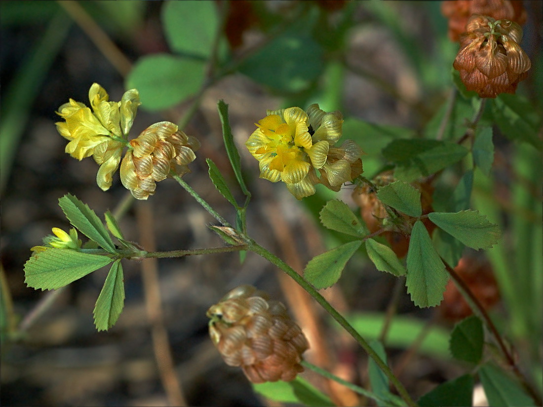 Изображение особи Trifolium campestre.