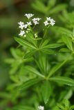 Galium rivale. Верхушка цветущего растения. Республика Татарстан, национальный парк \"Нижняя Кама\". 14.08.2011.