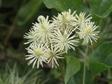 Clematis vitalba. Соцветие. Краснодарский край, Абрау-Дюрсо, заросли у дороги. 27.07.2005.