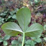 Image of taxon representative. Author is Сергей Глотов