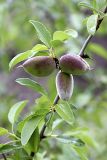 Amygdalus bucharica. Часть веточки с плодами. Таджикистан, Гиссарский хр., ущелье Сингисафат. 29.04.2011.