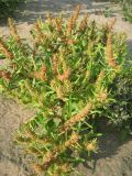 Rumex maritimus