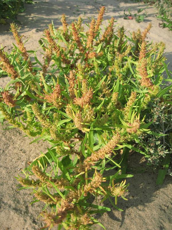 Image of Rumex maritimus specimen.