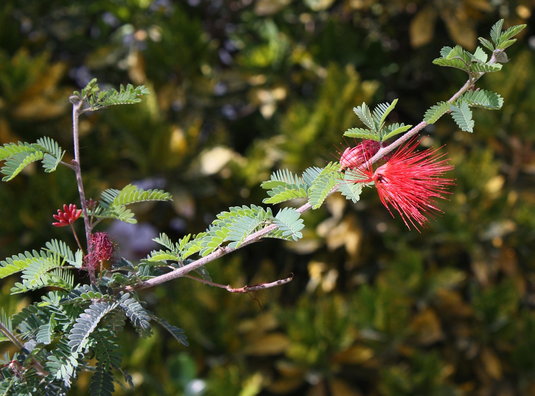 Image of Calliandra californica specimen.