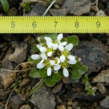genus Cochlearia. Цветущее растение. Полярный Урал, верховье руч. Кершор. 02.08.2011.