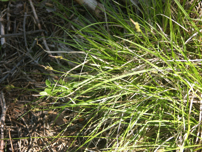Image of Carex pilulifera specimen.