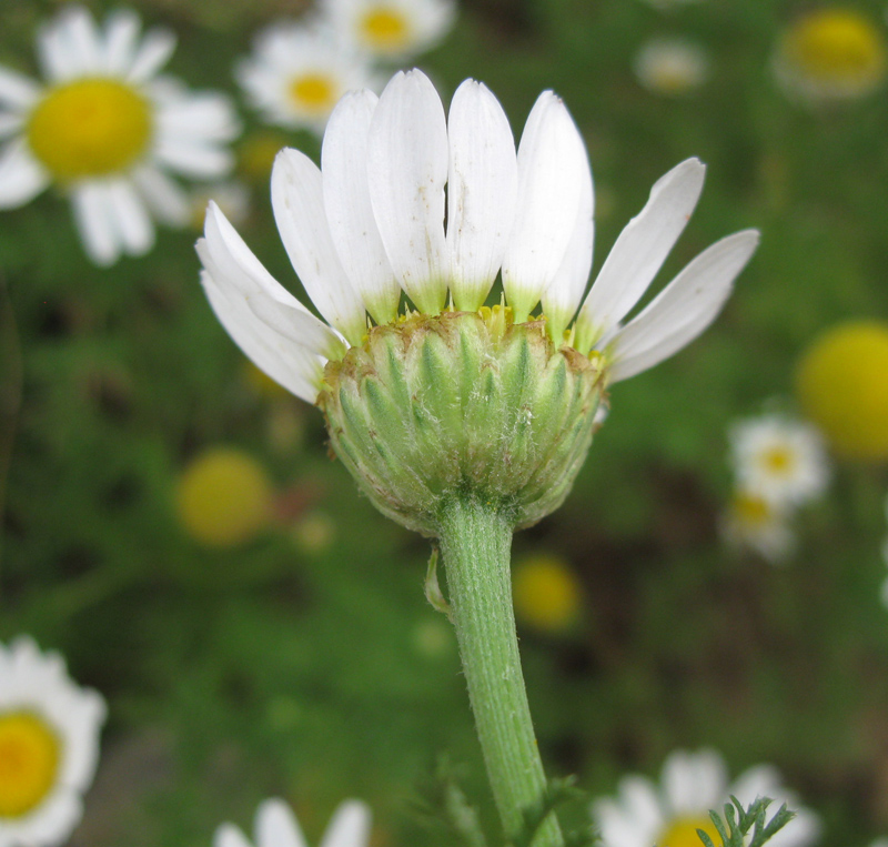 Image of Anthemis dumetorum specimen.